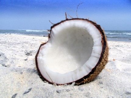 Coconut on a Beach